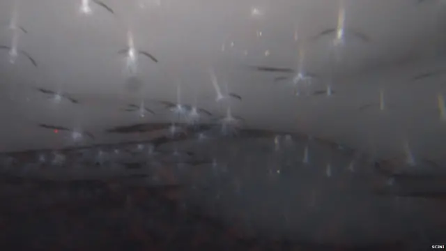 एंड्रिल एनीमोन, एससीआईएऩआई