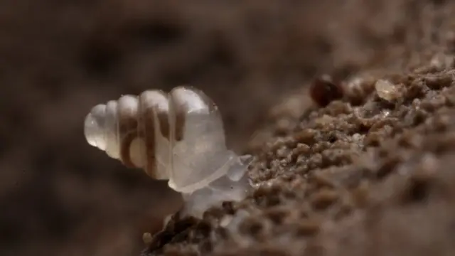 डोमेड लैंड स्नेल, जाना बेडेक