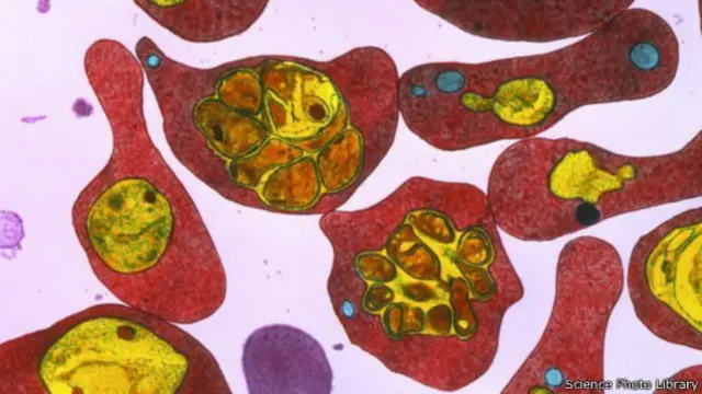 تحبس الأجسام المضادة طفيليات المالاريا الدقيقة في كرات الدم الحمراء، مما يمنعها من الانفجار والانتشار 