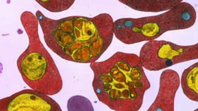 تجربه په تانزانیا کې پر ۱۰۰۰ ماشومانو شوې او د دوی له بدنه په یوه کلنۍ کې وینه د معاینې له پاره اخېستل شوې ده.