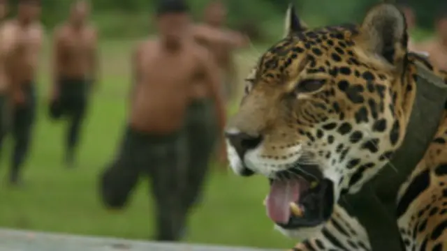 A 1ª Brigada de Infantaria de Selva é responsável pelo monitoramento da floresta Amazônica