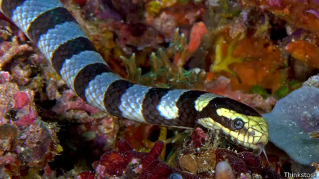 Serpiente marina de pico