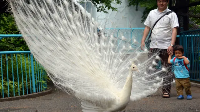 सफ़ेद मोर