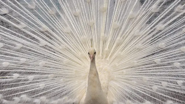 सफ़ेद मोर