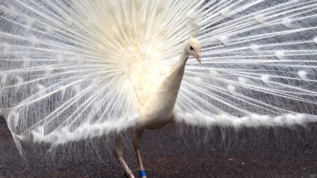 सफ़ेद मोर