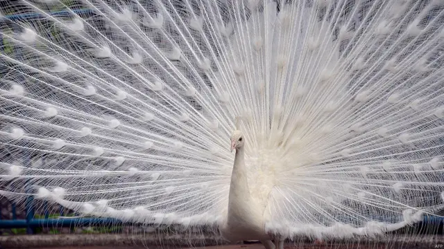 सफ़ेद मोर