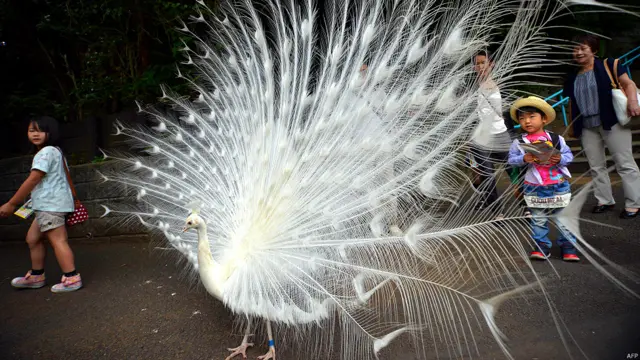 सफ़ेद मोर