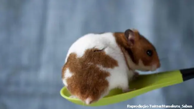 Bumbum de hamster | Crédito: Reprodução Twitter/Hamuketu_Sebun