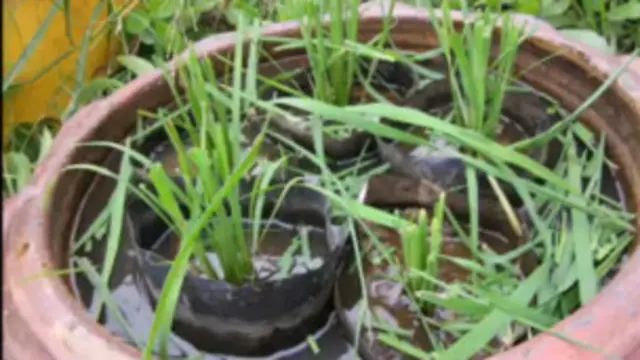 သမားရိုးကျနည်းနဲ့ မဟုတ်ဘဲ စပါးကို စိုက်လို့ ရပါတယ်