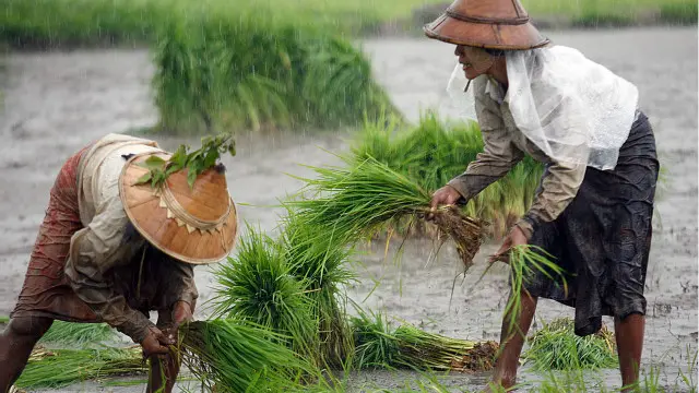 شمالی کوریا میں چاول کی پیداوار کے مرکزی علاقے قحط سے بری طرح متاثر ہوئے ہیں