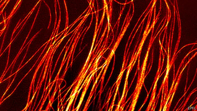 Скелет клітини