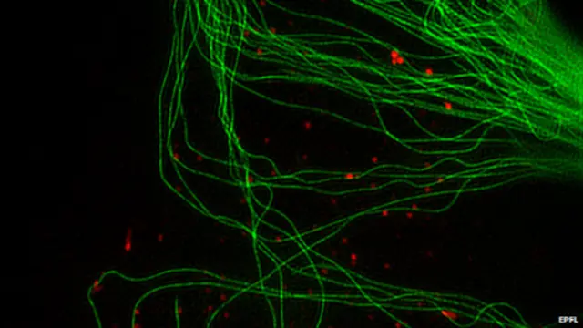 Скелет клітини