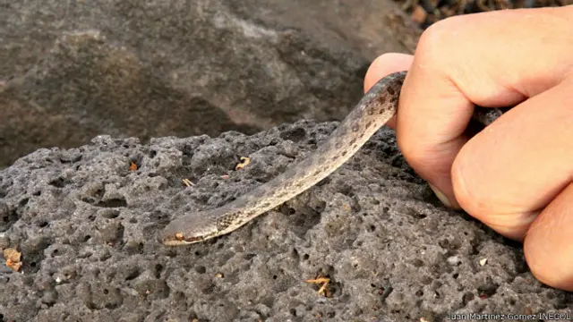 Serpiente nocturna de Isla Clarión, México. Foto cortesía Juan Martínez-Gómez / INECOL