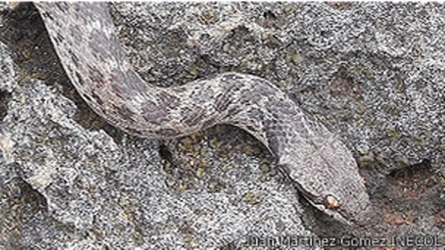 Serpiente nocturna de Isla Clarión, México.