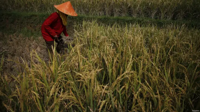 sawah