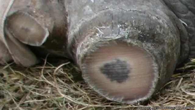 犀牛头上的犀牛角被盗猎者割走（美国司法部资料照片照片）