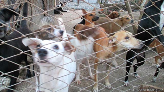 cuanto espacio necesita un perro en una perrera