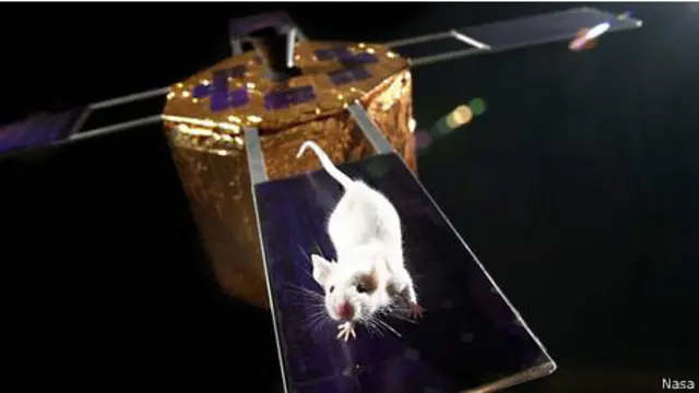 En la EEI hay experimentos con esperma de ratón para ver cómo le afecta el espacio.