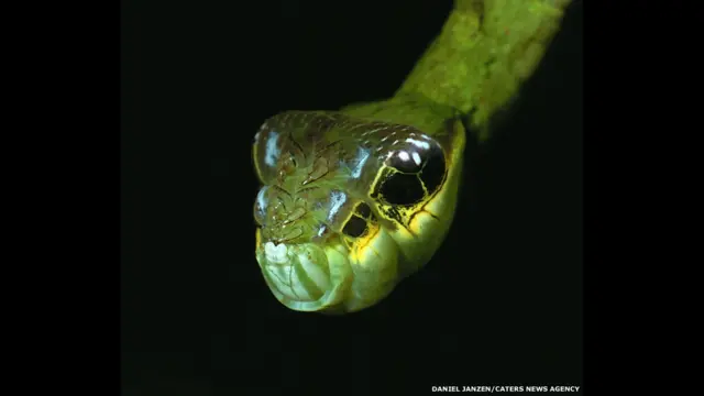 A lagarta Hemeroplanes sp, da Costa Rica, não se transforma apenassaque na greenbetslarva esaque na greenbetsmariposa. Ela também camufla-se como uma cobra para assustar seus predadores.