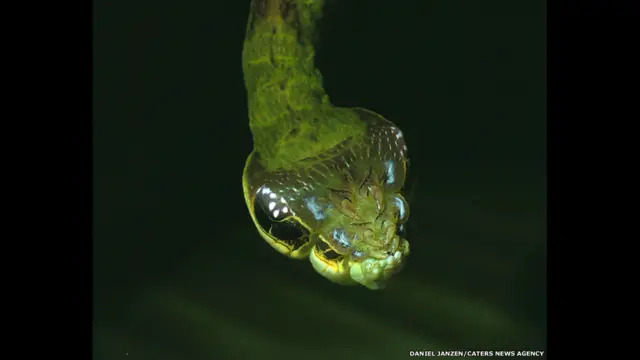 A lagarta Hemeroplanes sp, da Costa Rica, não se transforma apenassaque na greenbetslarva esaque na greenbetsmariposa. Ela também camufla-se como uma cobra para assustar seus predadores.