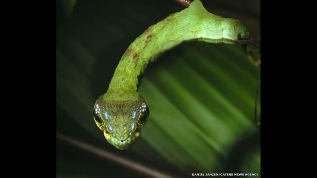 A lagarta Hemeroplanes sp, da Costa Rica, não se transforma apenas em larva e em mariposa. Ela também camufla-se como uma cobra para assustar seus predadores.