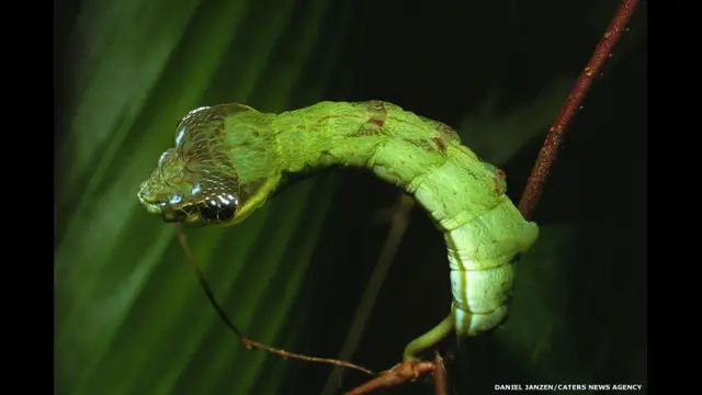 A lagarta Hemeroplanes sp, da Costa Rica, não se transforma apenassaque na greenbetslarva esaque na greenbetsmariposa. Ela também camufla-se como uma cobra para assustar seus predadores.