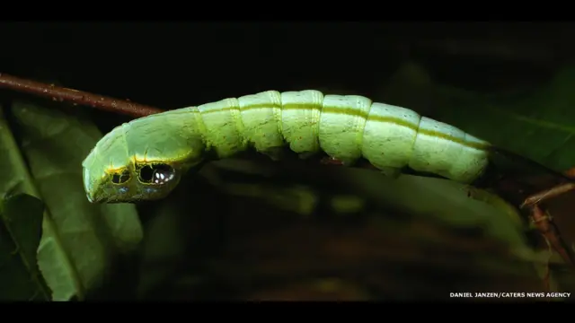 A lagarta Hemeroplanes sp, da Costa Rica, não se transforma apenassaque na greenbetslarva esaque na greenbetsmariposa. Ela também camufla-se como uma cobra para assustar seus predadores.