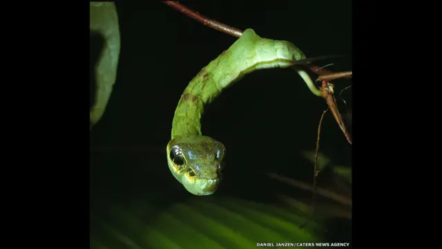 A lagarta Hemeroplanes sp, da Costa Rica, não se transforma apenassaque na greenbetslarva esaque na greenbetsmariposa. Ela também camufla-se como uma cobra para assustar seus predadores.