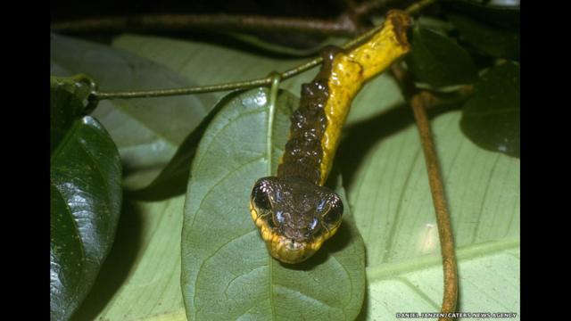 A lagarta Hemeroplanes sp, da Costa Rica, não se transforma apenas em larva e em mariposa. Ela também camufla-se como uma cobra para assustar seus predadores.