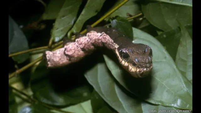 A lagarta Hemeroplanes sp, da Costa Rica, não se transforma apenassaque na greenbetslarva esaque na greenbetsmariposa. Ela também camufla-se como uma cobra para assustar seus predadores.