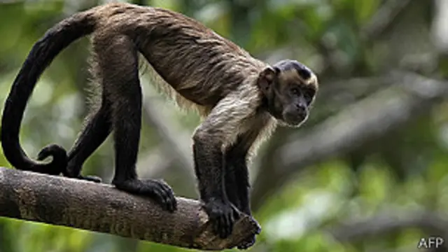Capuchino de cabeza dura