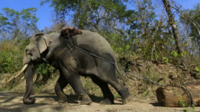 သစ်ထုတ်ရေးလုပ်ငန်းခွင်က ဆင်