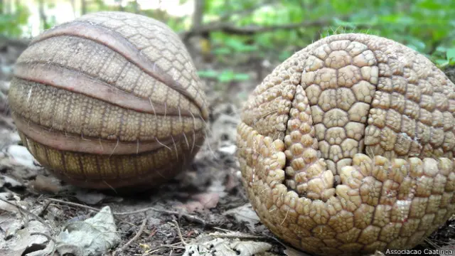 El armadillo de tres bandas enrollado en una pelota