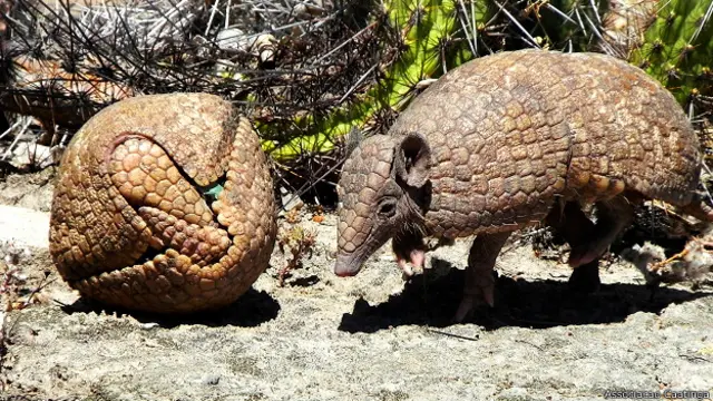 Armadillo de tres bandas de Brasil junto a otro armadillo enrollado en una bola