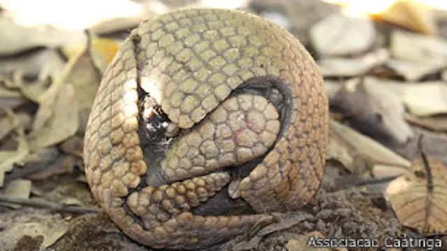 armadillo brasil