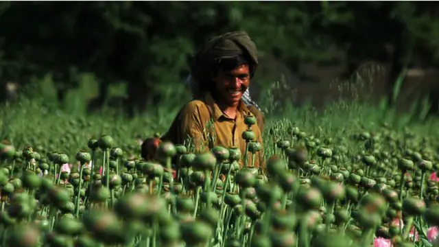 در افغانستان گل خشخاش همچنان یکی از پردرآمدترین محصولات کشاورزی است