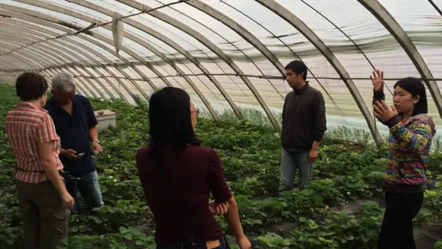 صورة داخل إحدى الصوب الزراعية