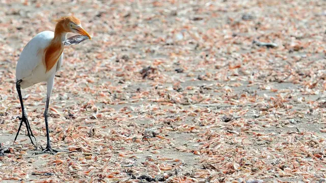 मुंबई का मढ आइलैंड