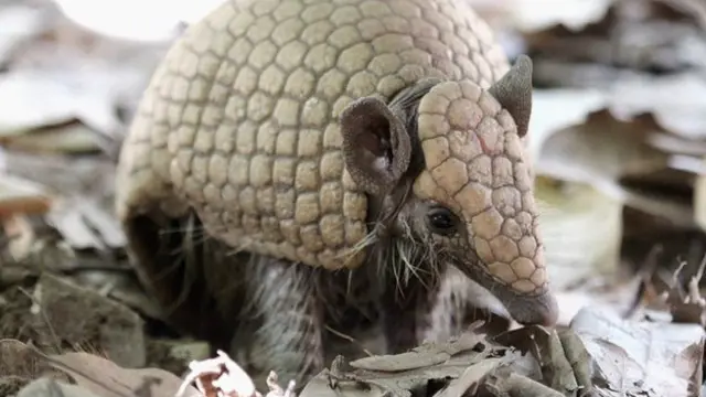 armadillo