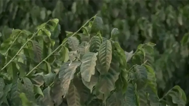 巴西遭受嚴重乾旱，影響咖啡產量