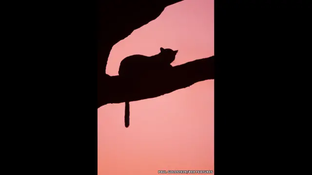 Gato grande en un árbol al anochecer. Paul Goldstein / Rex Features