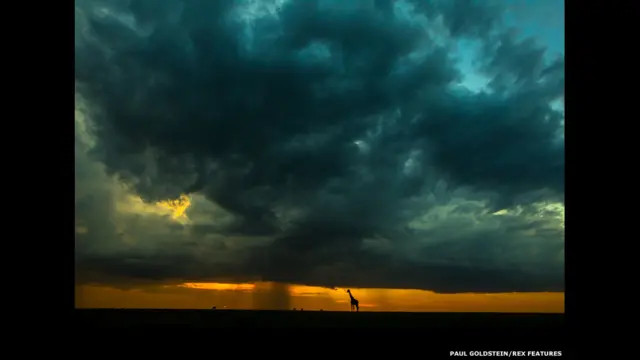 Jirafa en la lluvia al anochecer. Paul Goldstein / Rex Features