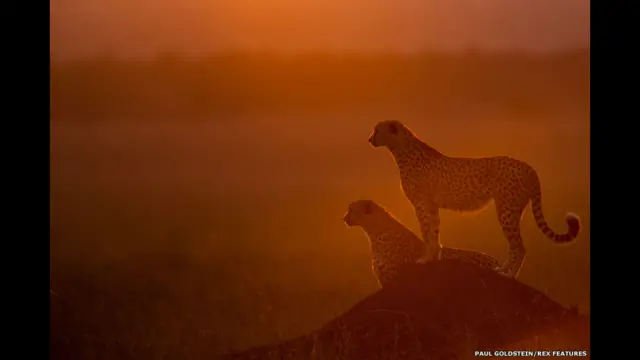 Guepardos al anochecer. Paul Goldstein / Rex Features