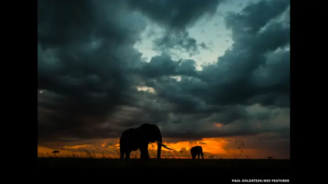Elefantes en la lluvia al anochecer. Paul Goldstein / Rex Features