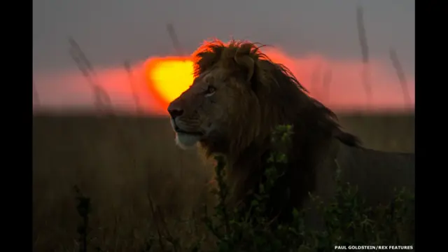 León al amanecer. Paul Goldstein / Rex Features