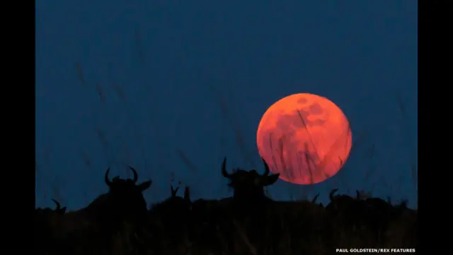 Ñus y luna roja. Paul Goldstein / Rex Features