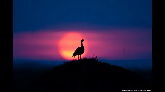 Avutarda de vientre negro al anochecer. Paul Goldstein / Rex Features