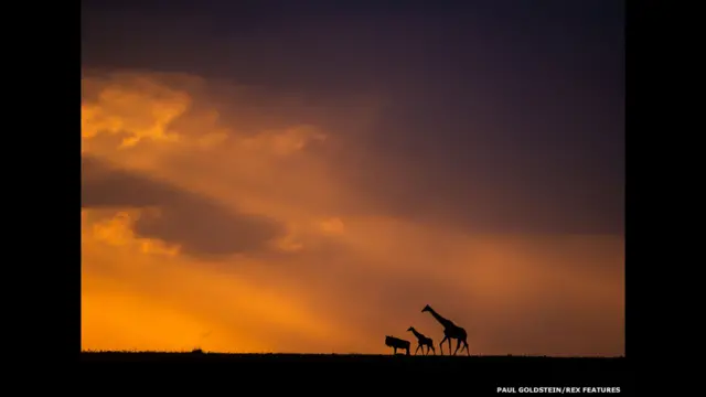 Ñus y jirafas al anochecer. Paul Goldstein / Rex Features