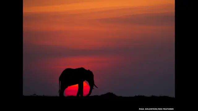Elefante al anochecer. Paul Goldstein / Rex Features