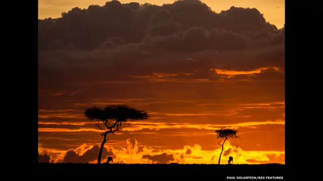 Ñus al anochecer. Paul Goldstein / Rex Features